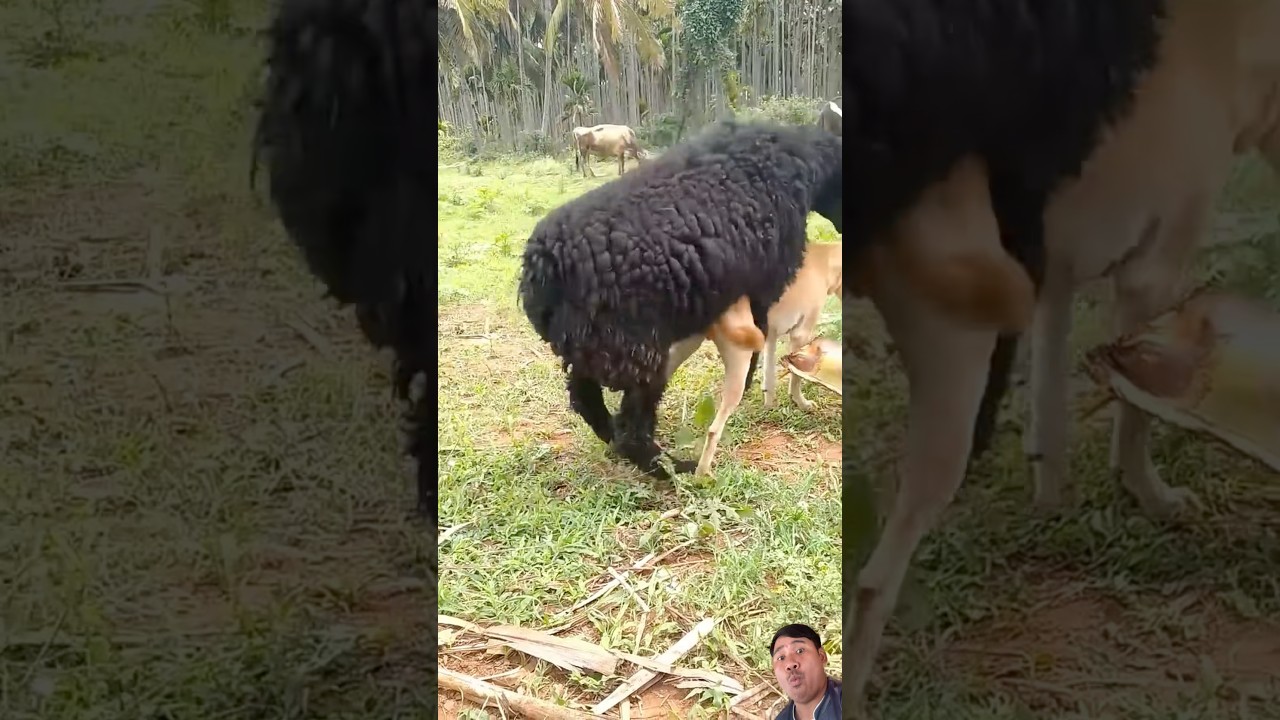 OMG😱😱😱#dog #funny #baffalo #donkey #stitch #horse #shortvideo #animals #goat