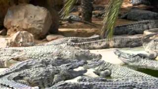 preview picture of video 'Djerba Midoune..KROKODILFARM..400 Krokodile..Teil 2'