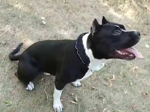 Американских стаффордширский терьер Боня