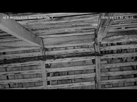 Live webcam view of Big Brown Bat Colony Roost
