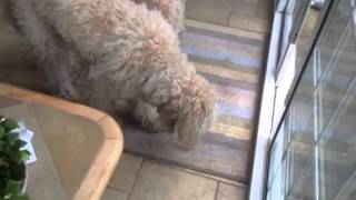 ByBenji Doggie Biltong – The Pawfect Training Treat