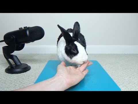 YouTube video about: Can rabbits have applesauce?