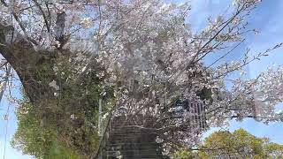 【下関市】大坪八幡宮の桜