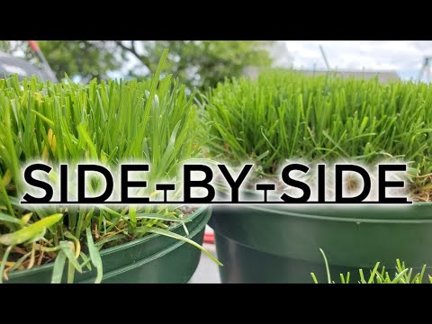 Kentucky Bluegrass vs Perennial Rye: The Differences Explained Up Close