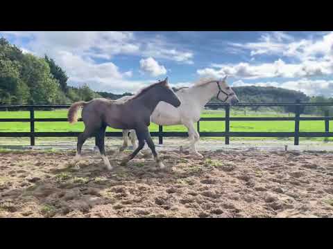 TIH Colt Foal - Image 2