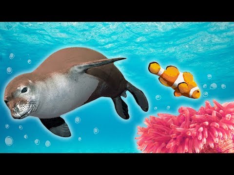 image-What is sea animals for kindergarten?