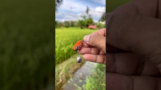 Download lagu Casting fishing in rice field irrigation!!! #babysound #baby #fishing #haruan mp3