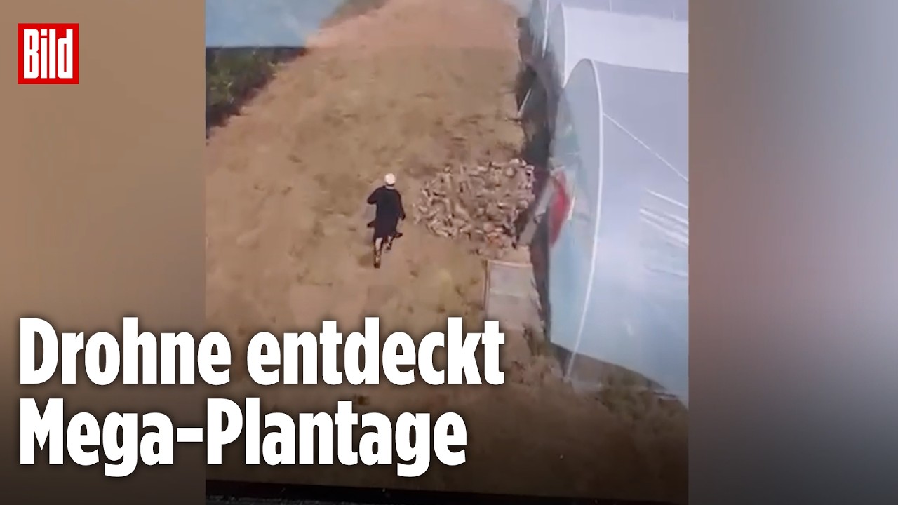 DROHNEN-JAGD ENTLARVT DROGENRING: Versteckte Cannabisfarm fliegt durch Zufall auf