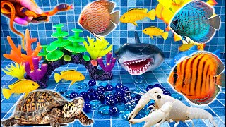 Colorful fish surprise, crayfish, snake, angelfish, goldfish, koi, catfish, betta fish, cichlid