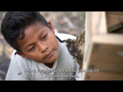 Beekeeping with Indigenous People in the Amazon