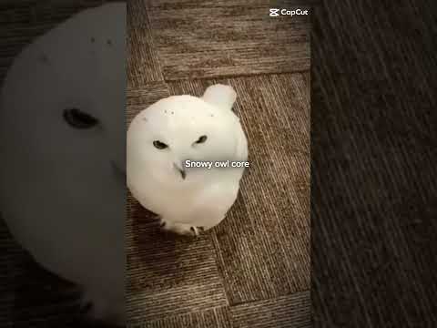 snowy owl core