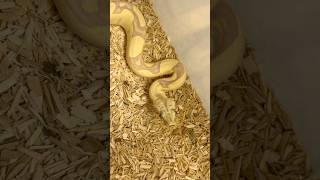 Unreal Colors! This Boa Looks Like a Living Canvas 🎨🐍 Video don’t do it justice