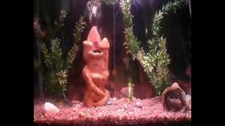 Acuario Goldfish Nadando... ( NOfx - Benny Got Blowed Up)