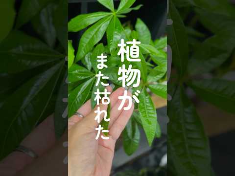 ディプラデニアに水をやる方法は？冬でもメンテナンスはどのくらい必要ですか？  庭園