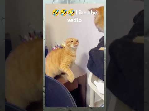 Funny cats 🤣🤣🤣🤣🤣##@Nabeera official..@@#