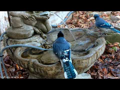 2022DEC07 Juncos, blue jays, doves and starlings - Juncos, geais bleus, colombes et étourneaux