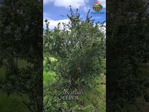 Seguimos con paisajes mágicos de Socotá Boyacá #campo #turismo #naturaleza