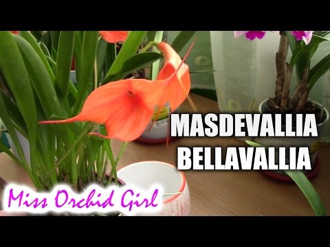 , title : 'Masdevallia Bellavallia - a possible hardy orchid!'