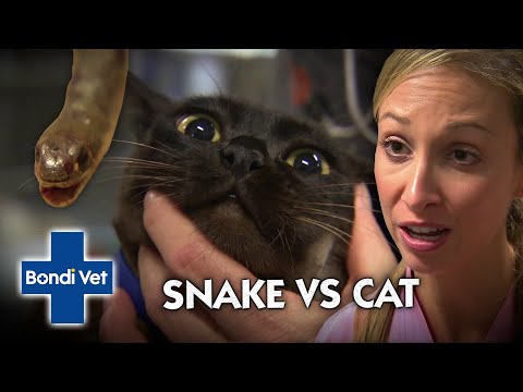 Mystery snake bites pet cat!! | Bondi Vet