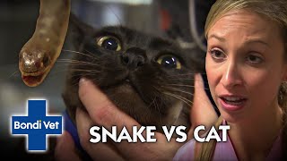 Mystery snake bites pet cat!!  Bondi Vet