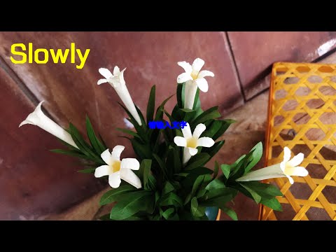 ABC TV | How To Make Filler Paper Flowers #8 (Slowly) - Craft Tutorial