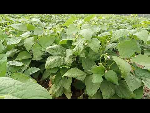 Takroriy Fasol ekish #fasol #fermerka #fasolyetishtirish