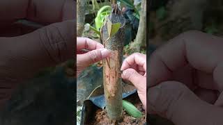 Download lagu ILmu Baru dari Thailand agar pohon durian cepat besar dan berbuah umur 2 tahun mp3 Download lagu ILmu Baru dari Thailand agar pohon durian cepat besar dan berbuah umur 2 tahun mp3