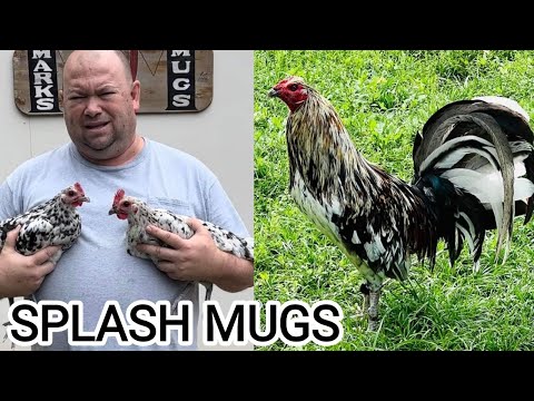 Beautiful Splash Mugs John Anthony Marks Mugs Farm