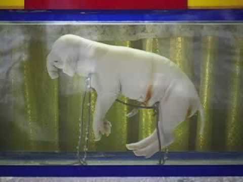 Best Amazing Thailand Monk Temple Wat a Mini Dwarf White Water Elephant or Pig?