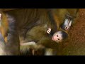 A Baby Mandrill Is Born At Disney World
