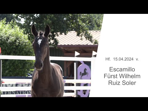 Hf v Escamillo x Fuerst Wilhelm x Ruiz Soler 2024