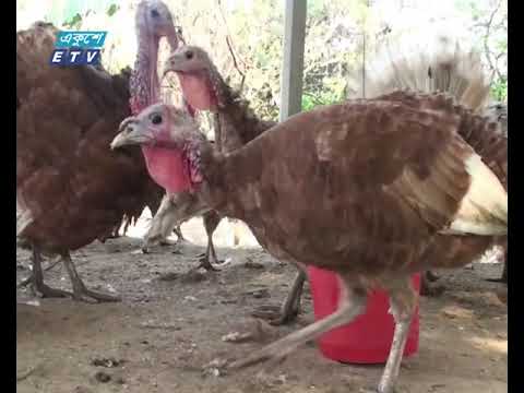 বারবন টার্কি পালন করে সফলতা