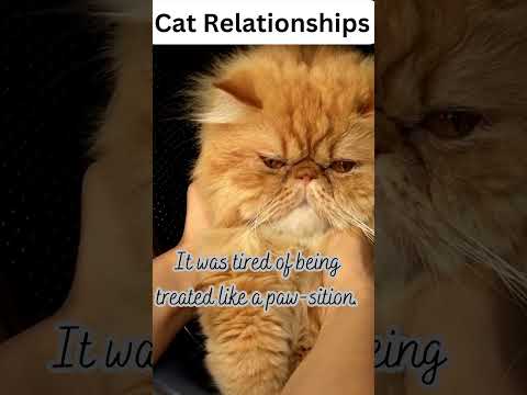 Meow-velously Funny Cat Jokes That Will Make You Purr With Laughte 22