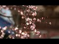 Heer Ranjha Status Heer Ranjha WhatsApp Status 4k Msrf 007