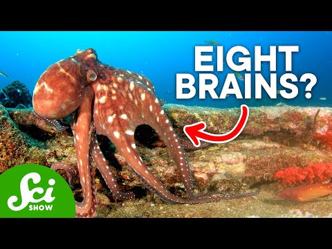 The Fascinating Life of an Octopus