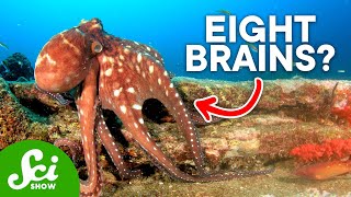 Octopuses Are Ridiculously Smart