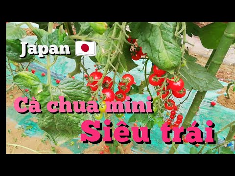 , title : 'Nông nghiệp Nhật Bản || Cách trồng cà chua mini siêu trái trong nhà kính - hikari tv'