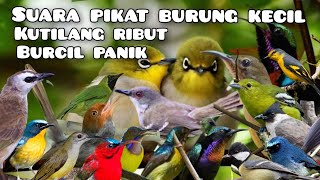 Download lagu suara pikat burung kecil paling ampuh kombinasi kutilang ribut dan burung kejepit menjerit#TIPIKICAU mp3