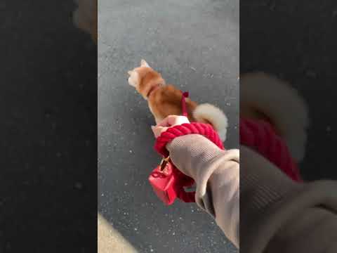 後髖關節退化＆保健(開箱分享)