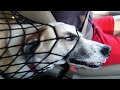 NOT THE SMARTEST DOGS - Derpy Dogs - LAUGH Compilation