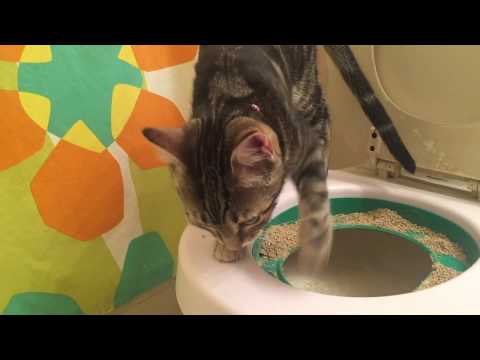 Hear My Cat Effy Tinkle In The Toilet With Perfect Aim and Position