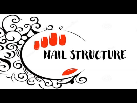 Structure of the nails