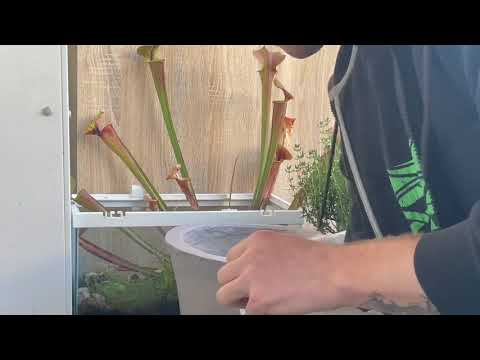 My little Thyme in its new pot