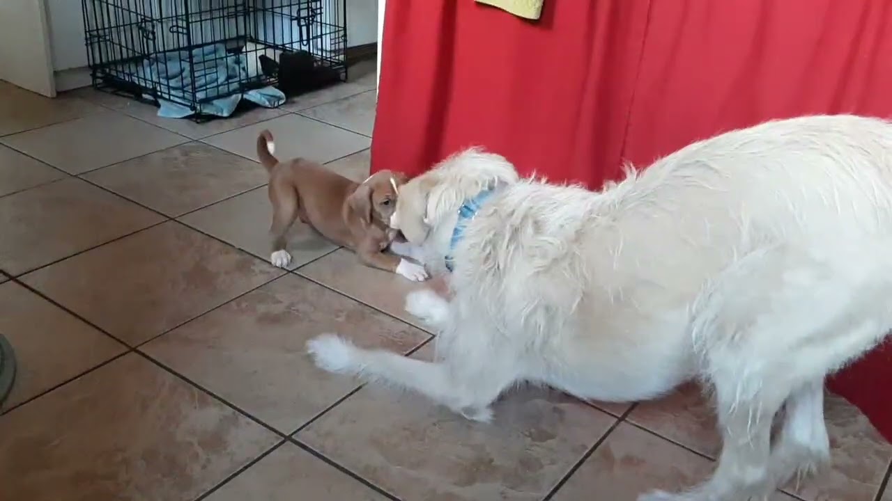 Enlarge Georgie, a Adoptable mixed breed in Scottsdale, AZ video 4/4