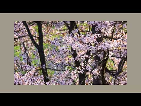 Som de pássaros em uma linda manhã de primavera para descansar a mente /1:20 / Sinfonia da Floresta.
