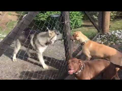 Q y Zeta visitan a Kalik e Inti.