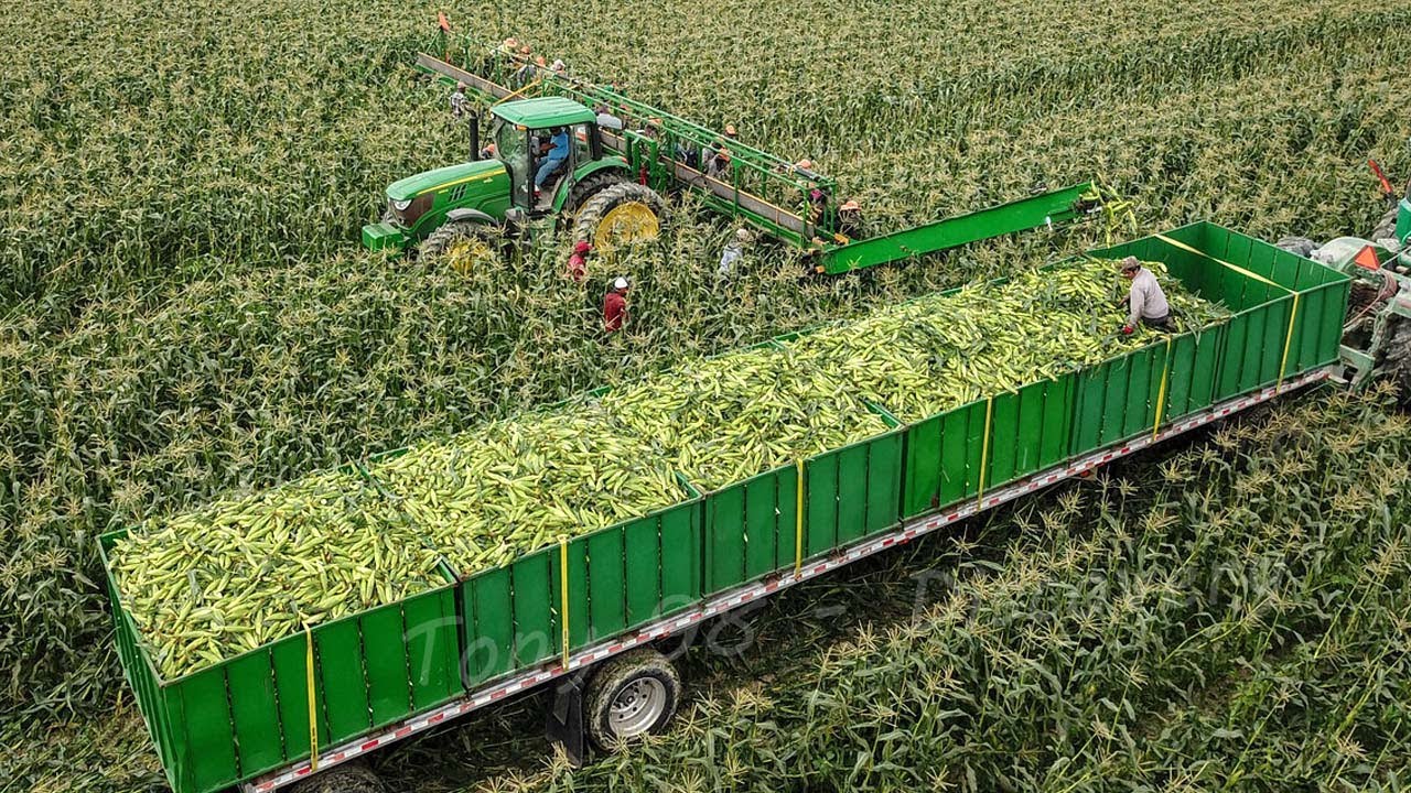 US Farmers Harvest 2.9 Billion Pounds Of Sweet Corn This Way - Farming