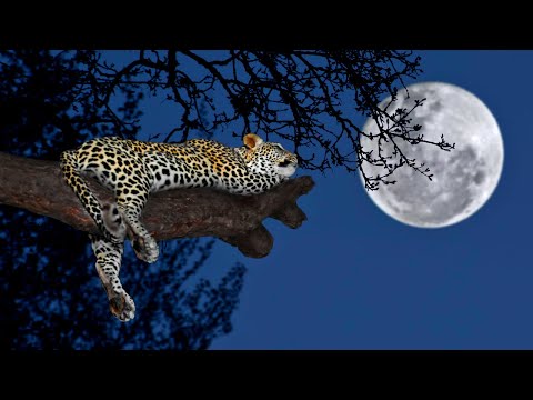 Kruger Park night sounds | Lake Panic #2, KNP, South Africa - African safari nature sounds 🌍139