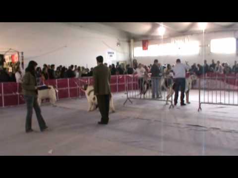 Yimo de la Tajadera del Tío Roy - B.O.B. Valls 2010