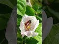 Evento «Semi di biodiversità» - Video-racconto